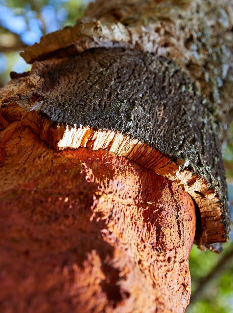 Sobreiro com cortiça extraída